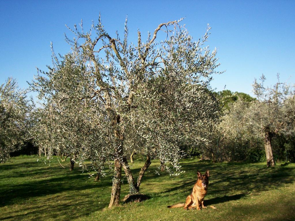 Podere Il Caggio Rooms San Gimignano Buitenkant foto